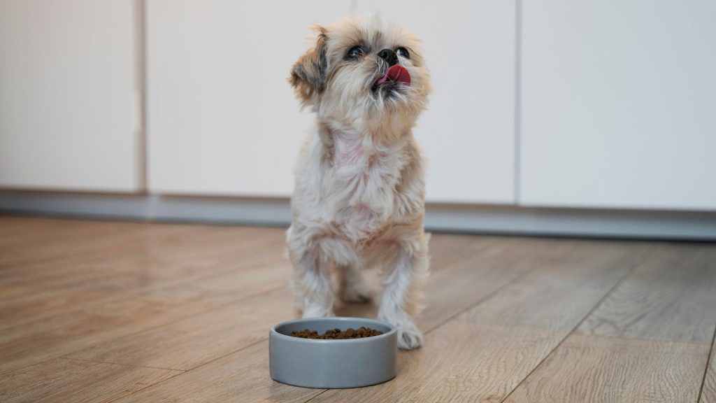 Perro en su edad adulta saboreando pienso para perros en España.