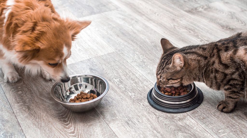 Comida para perros y gatos comiendo en espacios separados.