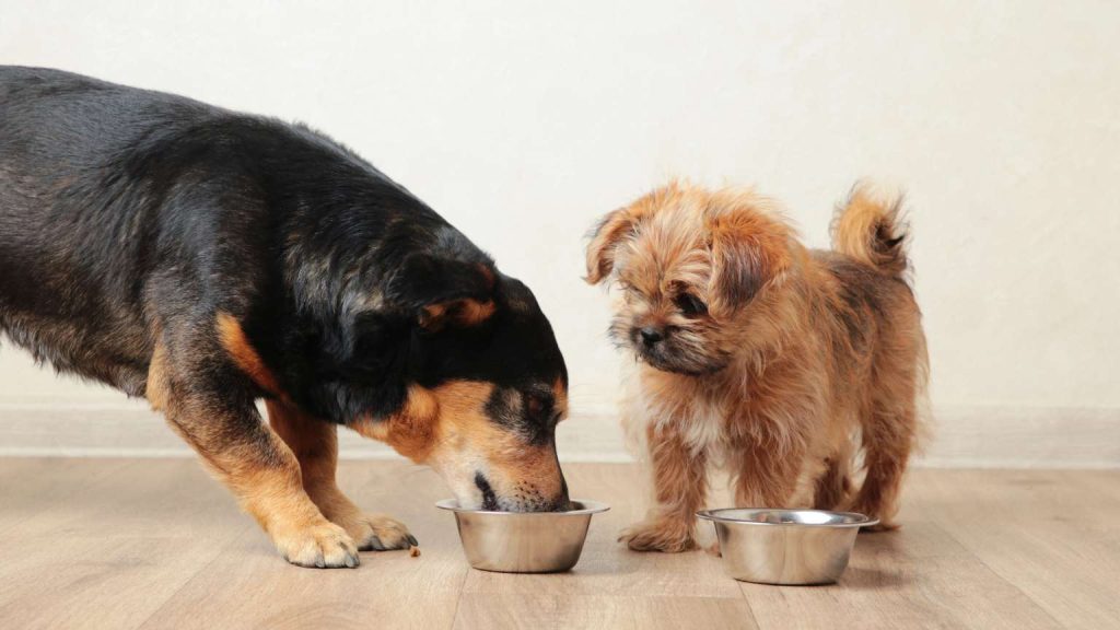 Dos perros de diferentes edades, uno mayor y otro cachorro, comiendo alimento para animales según su edad y tamaño