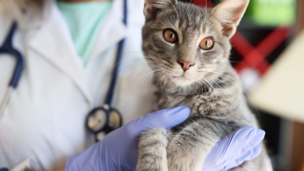 Veterinario a domicilio Barcelona atendiendo a un perro en casa con su familia.