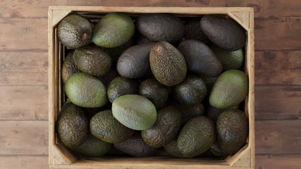 Venta de aguacates frescos online