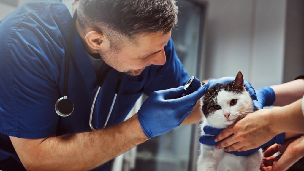 Veterinario a domicilio en Barcelona revisando a un gato durante una consulta urgente