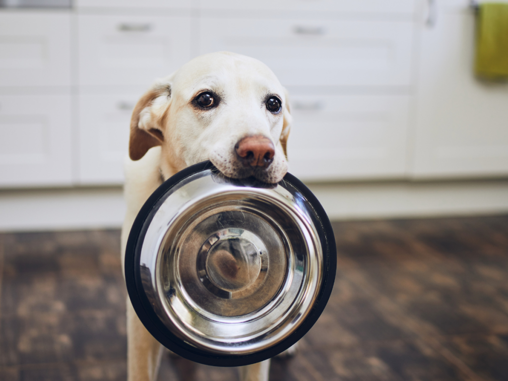 alimento para animales