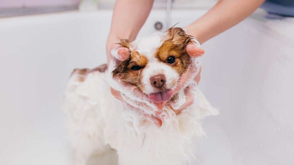 Perro siendo bañado en casa como parte de un plan de salud para mascotas a domicilio