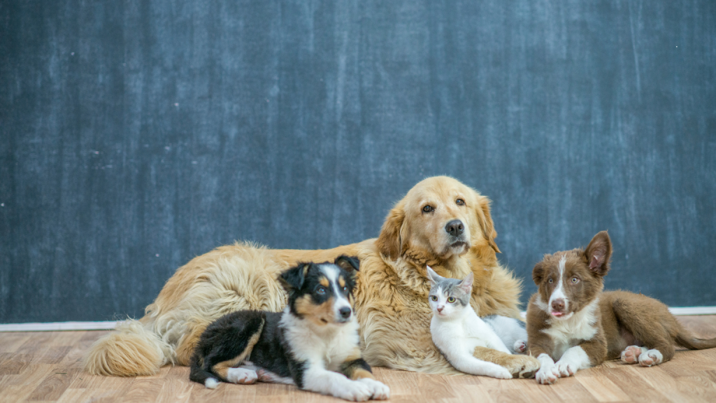 ecografía veterinaria es clave para diagnosticar enfermedades en perros y gatos.