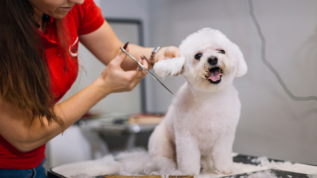 Descubre los beneficios de una peluquería canina profesional