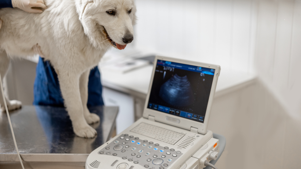 Cuándo realizar una ecografía para perros y qué detecta