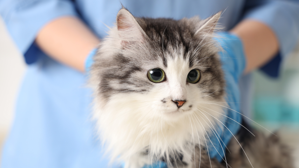 microchip a domicilio mascota