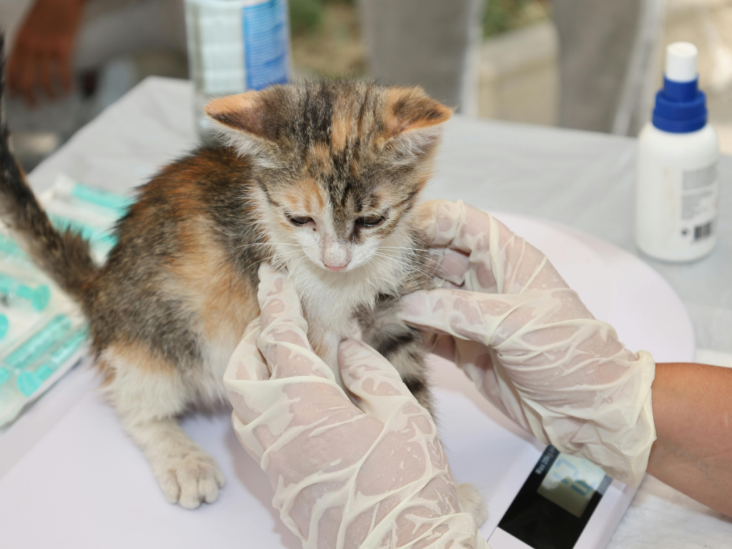 veterinario a domicilio en Barcelona
