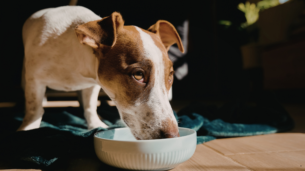 Nutrición para animales